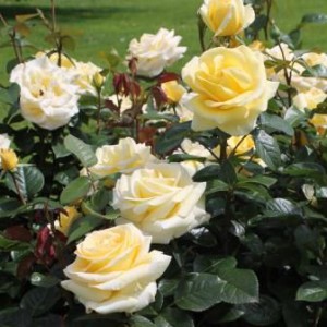 AVEC AMOUR (hybrid tea)